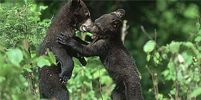 Kumaha Hiji Tiang Anu Ngadadak Hiji Pair Cubs Bear Pikeun Dua Taun