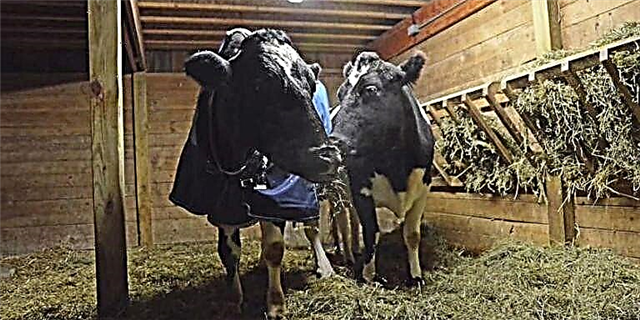 Погледнете го срдечното пријателство помеѓу две слепи крави