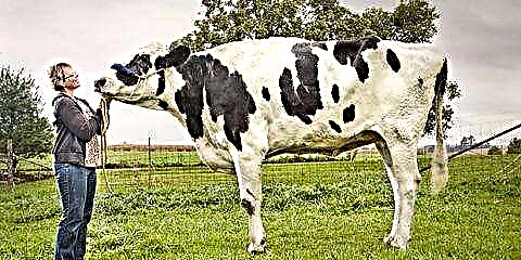 دنیا کی سب سے لمبی گائے دیکھیں