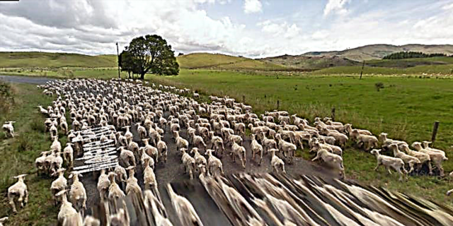 Ова е нашиот омилен нов начин да ги броиме овците