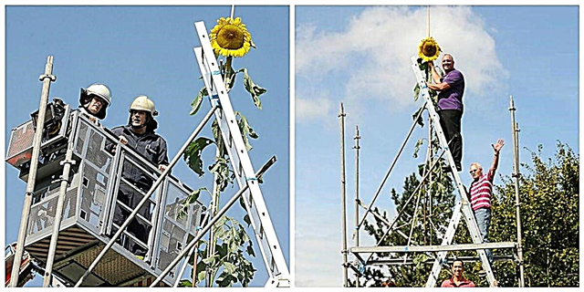 Ang Pinakapangit na Sunflower na Mundo ay Ang Pinaka Masaya na Bagay na Nakikita Mo Ngayon