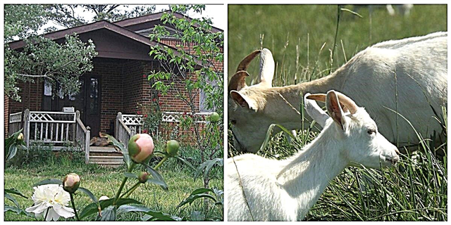 Ungumunye nje we-Essay Away kusuka ungumnikazi waleli Fama le-Alabama Goat