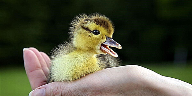 Kini nga mga Baby Ducks Giluwas pinaagi sa Quacking Ringtone sa usa ka Firefighter