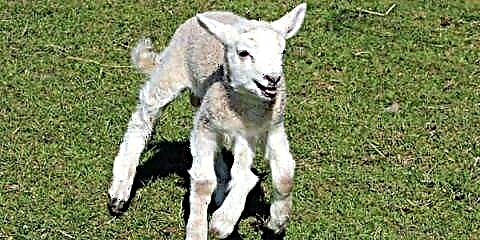 გაიცანი ხუთი წელში დაბადებული Baby Lamb