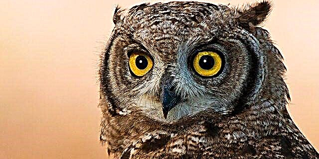 ຮ້ານ Owl ແມ່ນສິ່ງທີ່ແນ່ນອນດຽວນີ້