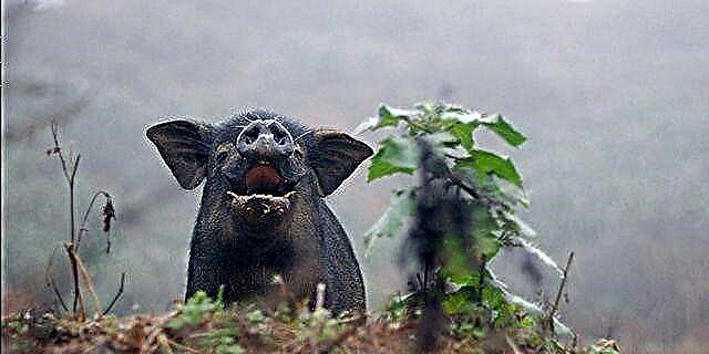 Gratias ad Teacup Pig a Scam, Amoc in Florida nunc decurrimus Utriusque porcos