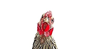 Kasar Daging Ayam DIY Ieu Viral