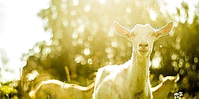 Дженнифер Гарнер арендовала 120 коз, чтобы помочь с озеленением