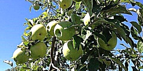 10 Orchards Apple na-enweghị atụ iji gaa ọdịda a