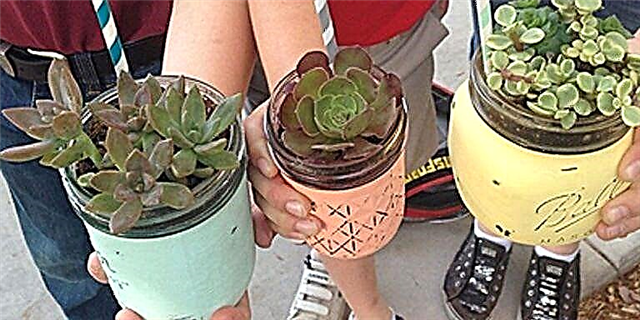 Great Gift Idea: Cicero Jar Succulents