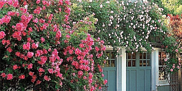 پریمپورن گلاب باغ بڑھنے کے 6 آسان اقدامات