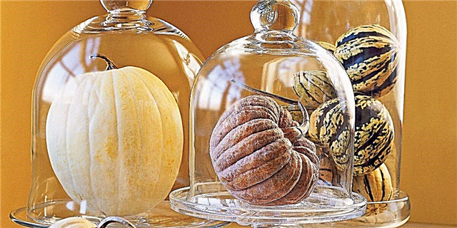 Autumn Harvest: Pumpkin Display