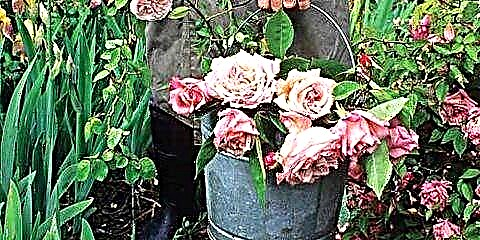 Groeiende erfstuk rose tuis
