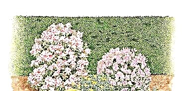 Terminus A florentem arbuscula