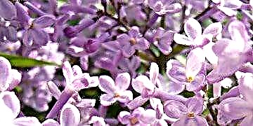 Pruning Lilac Bushes