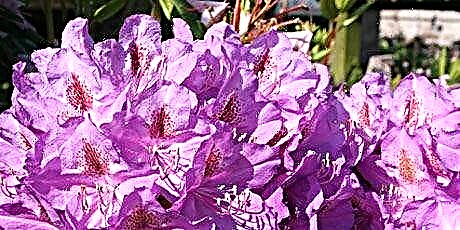 I-Wilting Rhododendrons