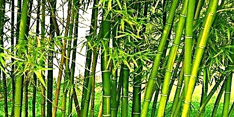 'N Slag met bamboes