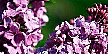 ການເສີມສ້າງ Lilac Blooms