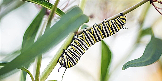 Hoe u vlinders tuis kan aantrek en grootmaak