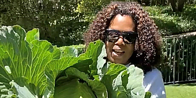 Oprah acaba de coller o repolo máis grande que sempre vimos