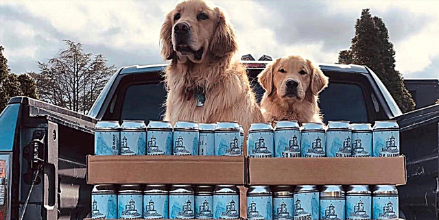 Այս պաշտելի «Brew Dogs» - ը օգնում է Long Island Island գարեջրագործությանը գարեջուր առաքել տեղական հաճախորդներին