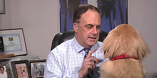 Adorable Dog Interrupts Meteorologist's At-Home Weather Lipoti