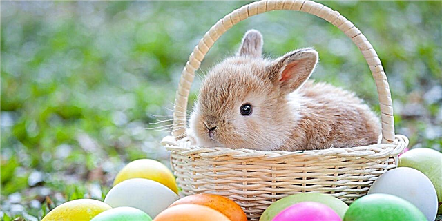 Tšimoloho ea Easter ea Bunny ke Efe? Sena ke Seo nalane e re Bolelang sona