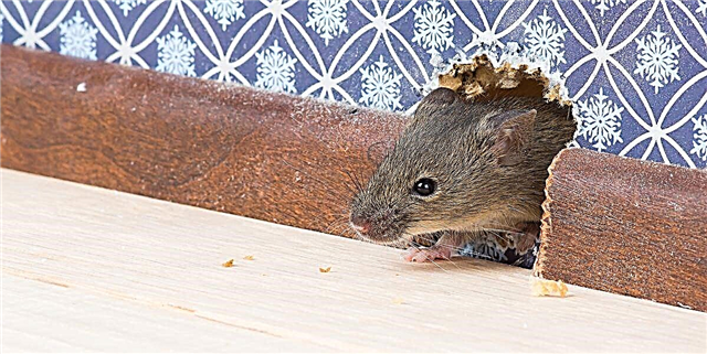Diajar Kumaha Nyandak Tikus sareng Tetep beurit Ka luar Bumi Anjeun sareng Tip ieu