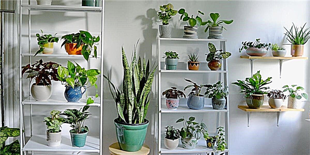 Este deseñador de botánicos executa unha tenda de plantas secretas no seu apartamento de Brooklyn