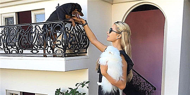 Paris Hilton-en Txakur Etxea seguruenik zure etxea da