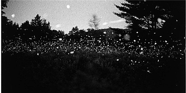Summerուցադրվում են ամառային Fireflies