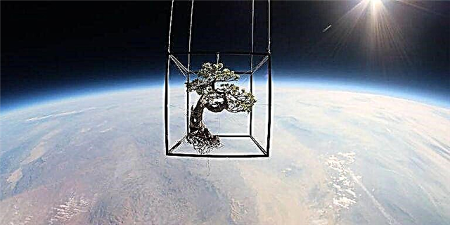 O artista xaponés lanza unha árbore de bonsais, Plantas no espazo