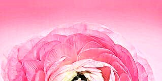 Боја на бои: розова