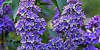 Kākau: Lilacs