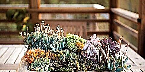 Инро иҷро кунед: Succulents