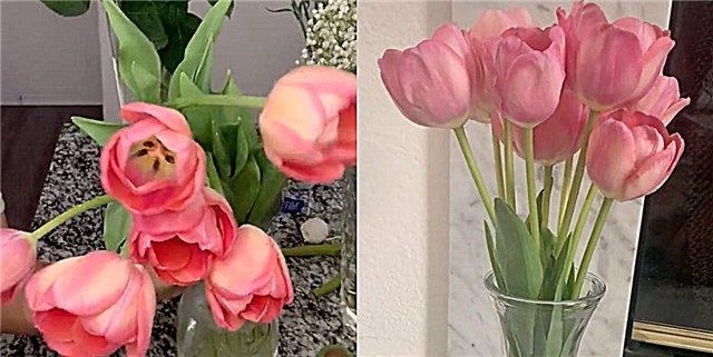 Iki Hack Banget Sederhana Bakal Nggawe Tulip Sampeyan Lurus