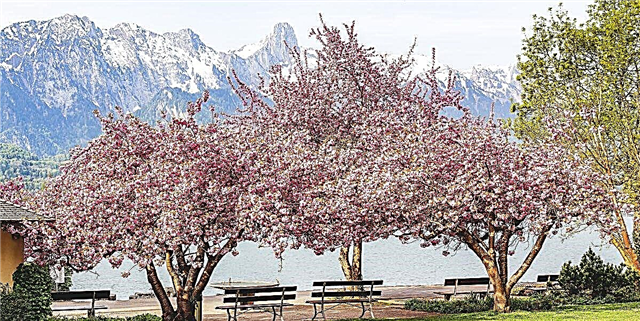Home Depot သည်ဒေါ်လာ ၃၉ ဖြင့်သာလျှင် Cherry Blossom သစ်ပင်များကိုရောင်းနေသည်