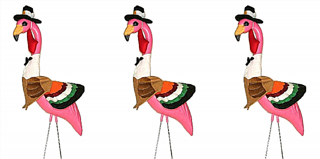 Dir kënnt net an engem Fiedem Stëmmung Nodeems Dir Dës Thanksgiving Flamingos gesinn hutt
