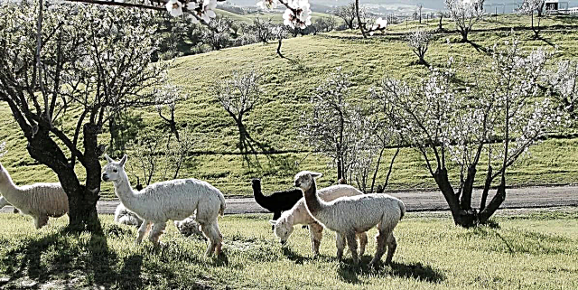 Kaliforniako Airbnb hau benetan Alpaca Ranch da eta gaueko 74 dolar baino ez dira