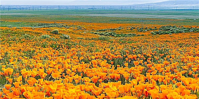 ດອກໄມ້ຊະນິດ ໜຶ່ງ ທີ່ມີດອກໄມ້ຊະນິດ ໜຶ່ງ ຂອງ Wildflower ກຳ ລັງເຮັດໃຫ້ແມງກະເບື້ອເປັນ ຈຳ ນວນຫຼາຍລ້ານຊະນິດກາຍເປັນ Swarm ໃຕ້ California