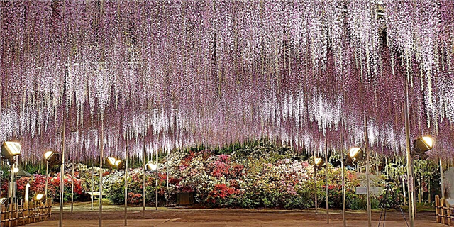 Die Wisteria-tuine in Japan is selfs mooier as die kersiebome