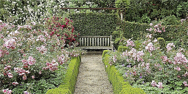 11 Hinungdanong Mga Tip sa Pagmugna Usa ka Rose Garden