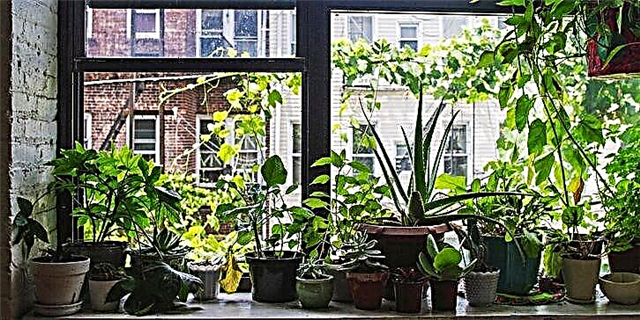 ეს მარტივი გამოგონება გარდაქმნის თქვენს ფანჯარას მცენარეთა ჩამოკიდებულ სამოთხეში