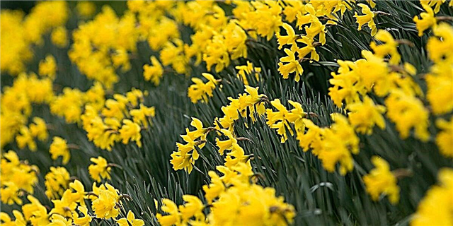 Daffodils စိုက်ပျိုးနည်း