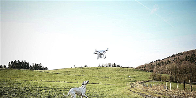 Apa Sampeyan kudu Nggunakake Drone kanggo Nglakoni Asu
