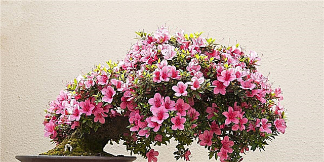 Amazon selur Grow-Your-Own Cherry Blossom Bonsai Tree Kit fyrir 13 $
