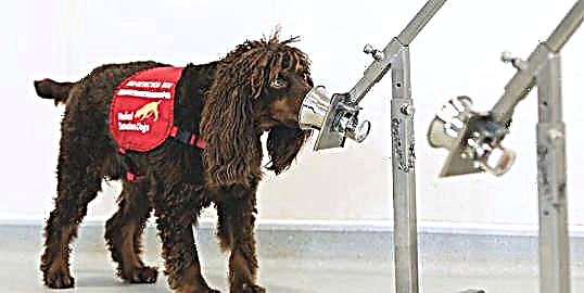 محققان در حال آموزش سگ های اسنایفر فرودگاه برای کشف COVID-19 هستند