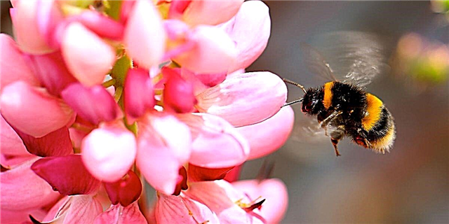 Как заставить пчел расслабиться без вреда для них