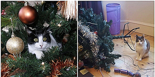 لوگ کرسمس درختوں میں کھیلنے والی اپنی بلیوں کی بہترین تصاویر بانٹ رہے ہیں