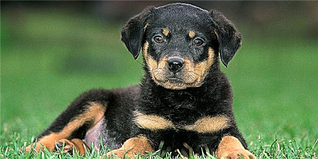 Ամերիկյան Kennel Club- ի PupPal ծրագիրը թույլ է տալիս ձեզ ուղարկել «Puppygrams» սիրելիներին